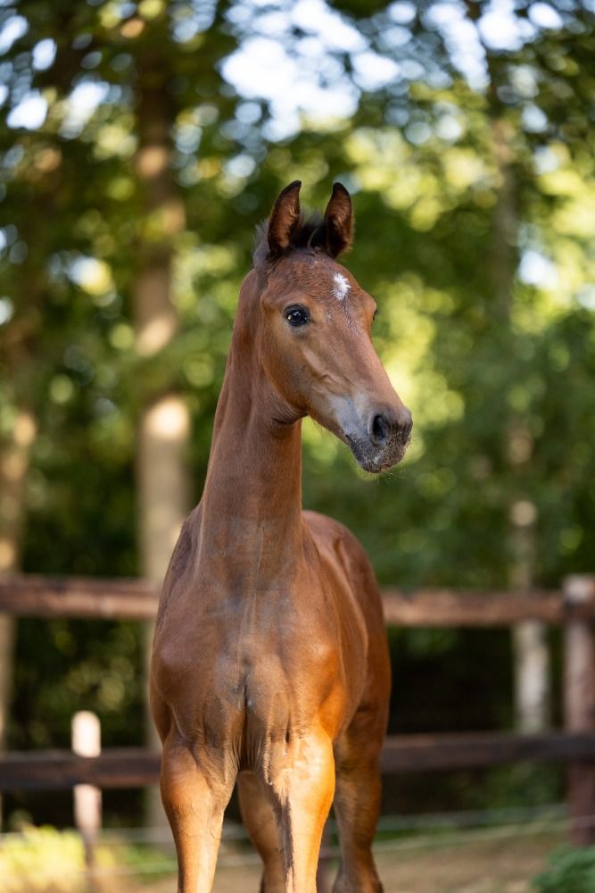 KWPN dressuurpaard Bruin te koop - Foto 2