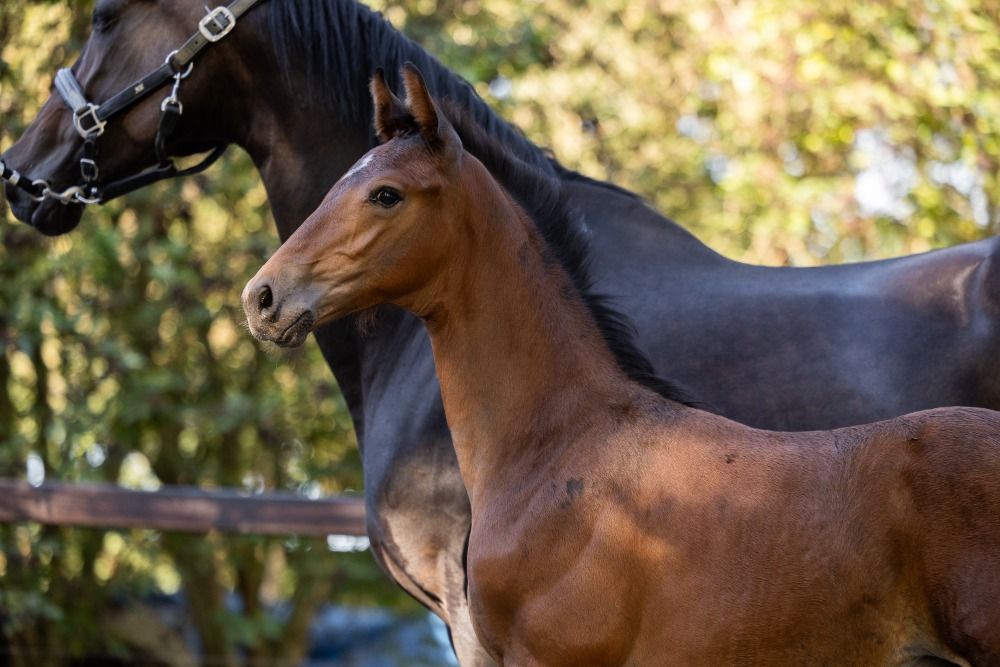 KWPN dressuurpaard Bruin te koop - Foto 3