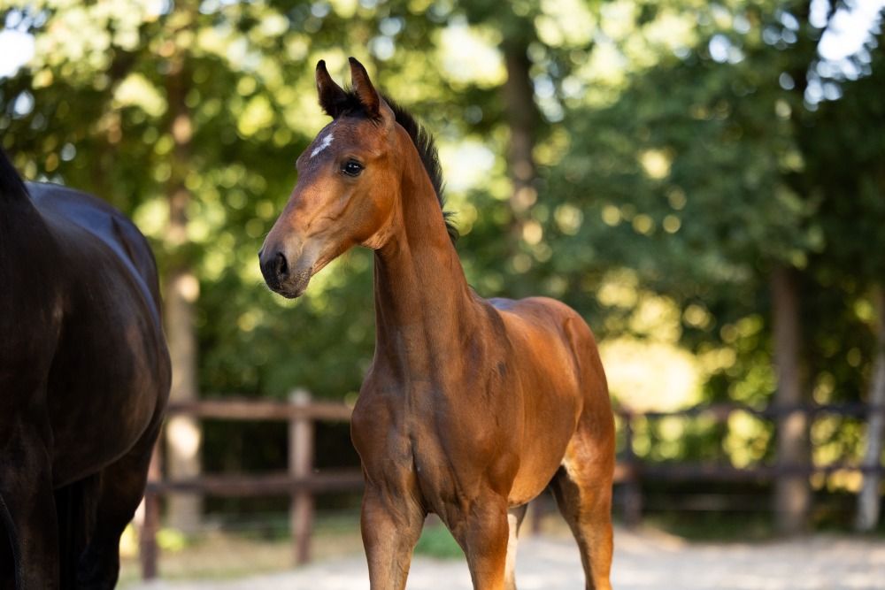 KWPN dressuurpaard Bruin te koop - Foto 4