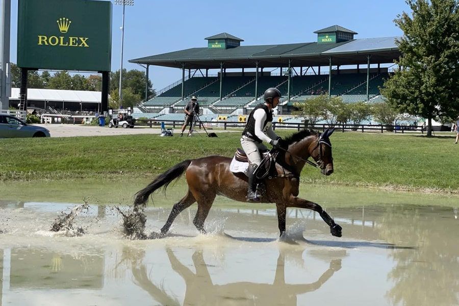 Swedish Warmblood dressuurpaard gelding 9 years old Bay for sale - Photo 2