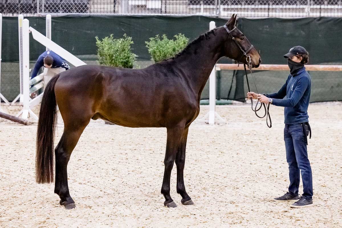 Swedish Warmblood dressuurpaard gelding 9 years old Bay for sale - Photo 3