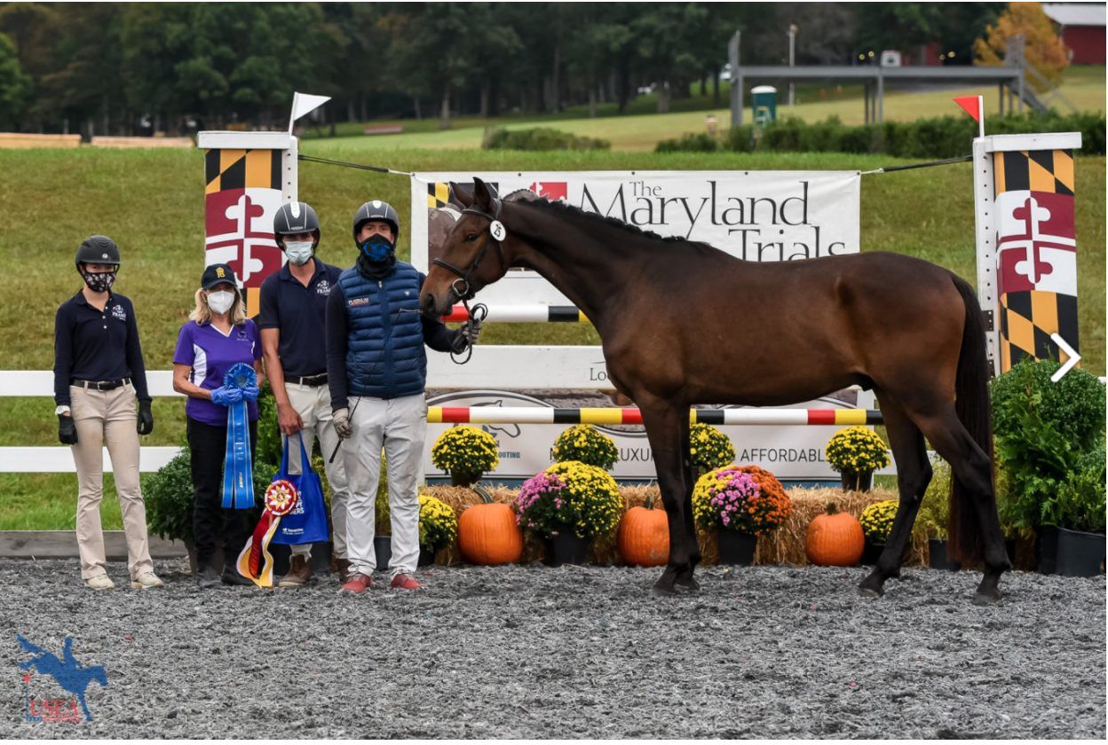 Swedish Warmblood dressuurpaard gelding 9 years old Bay for sale - Photo 4