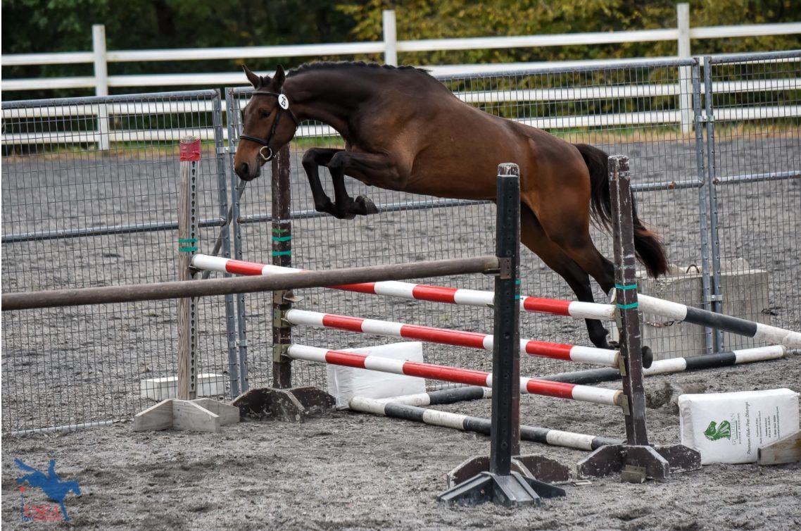 Swedish Warmblood dressuurpaard gelding 9 years old Bay for sale - Photo 5