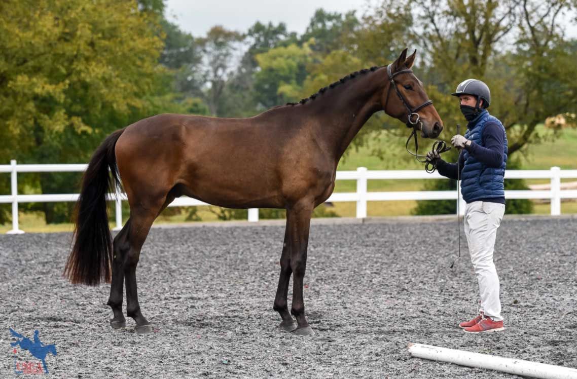 Swedish Warmblood dressuurpaard gelding 9 years old Bay for sale - Photo 6