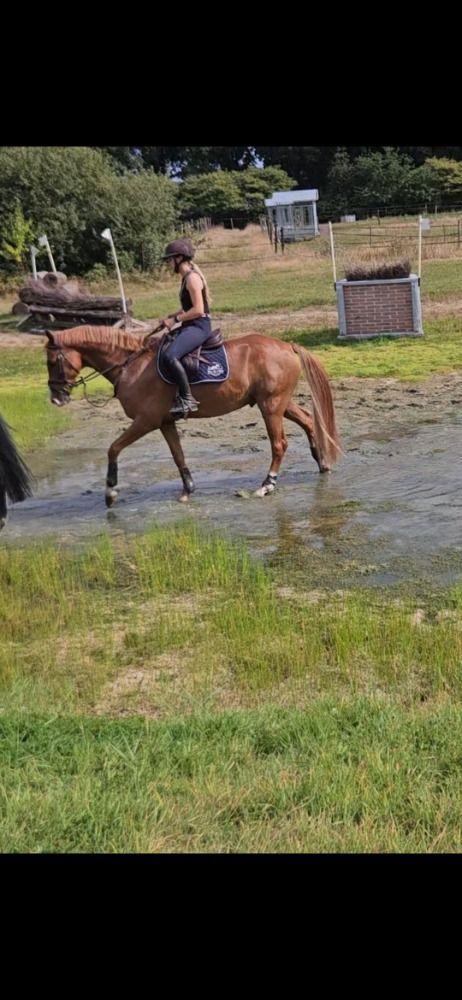 Zangersheide springpaard Ruin 5 jaar Vos te koop - Foto 2