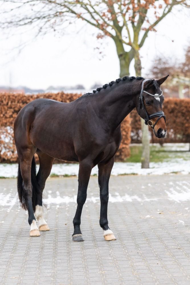 NRPS dressuurpony Ruin 4 years old Donkerbruin for sale - Photo 4