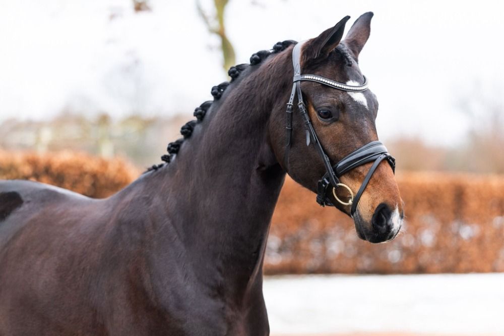 NRPS dressuurpony Ruin 4 years old Donkerbruin for sale - Photo 3