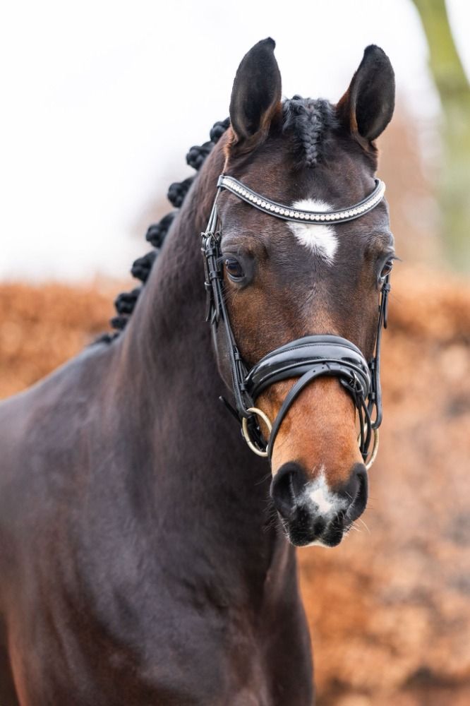 NRPS dressuurpony Ruin 4 years old Donkerbruin for sale - Photo 6