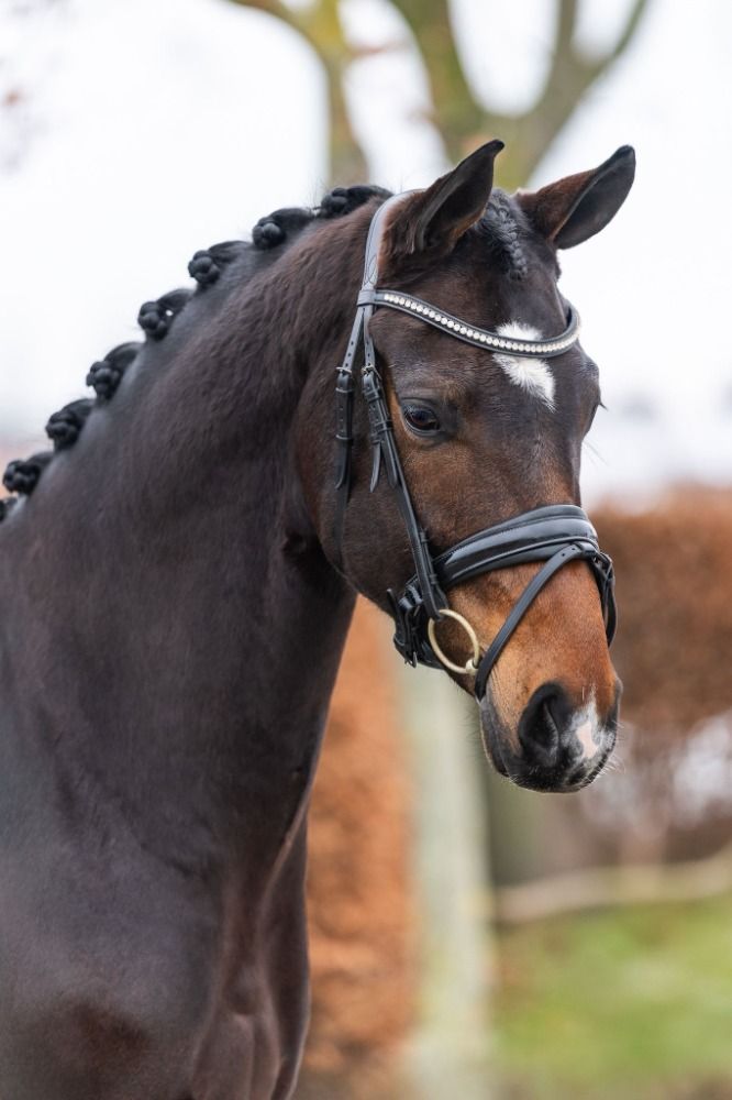 NRPS dressuurpony Ruin 4 years old Donkerbruin for sale - Photo 5