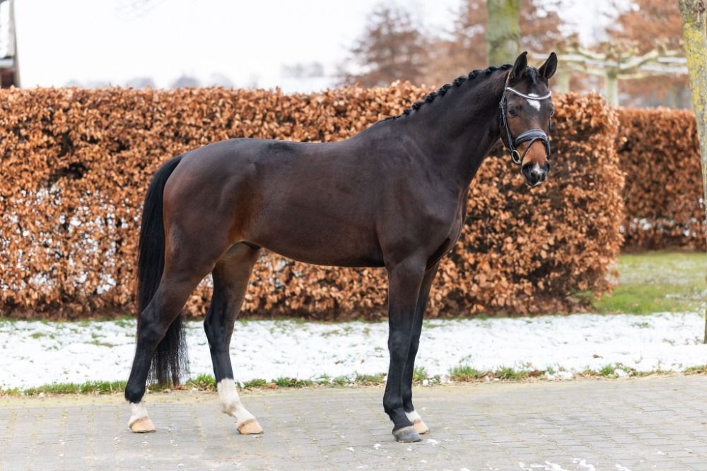 Getalenteerde paardgefokte E-pony