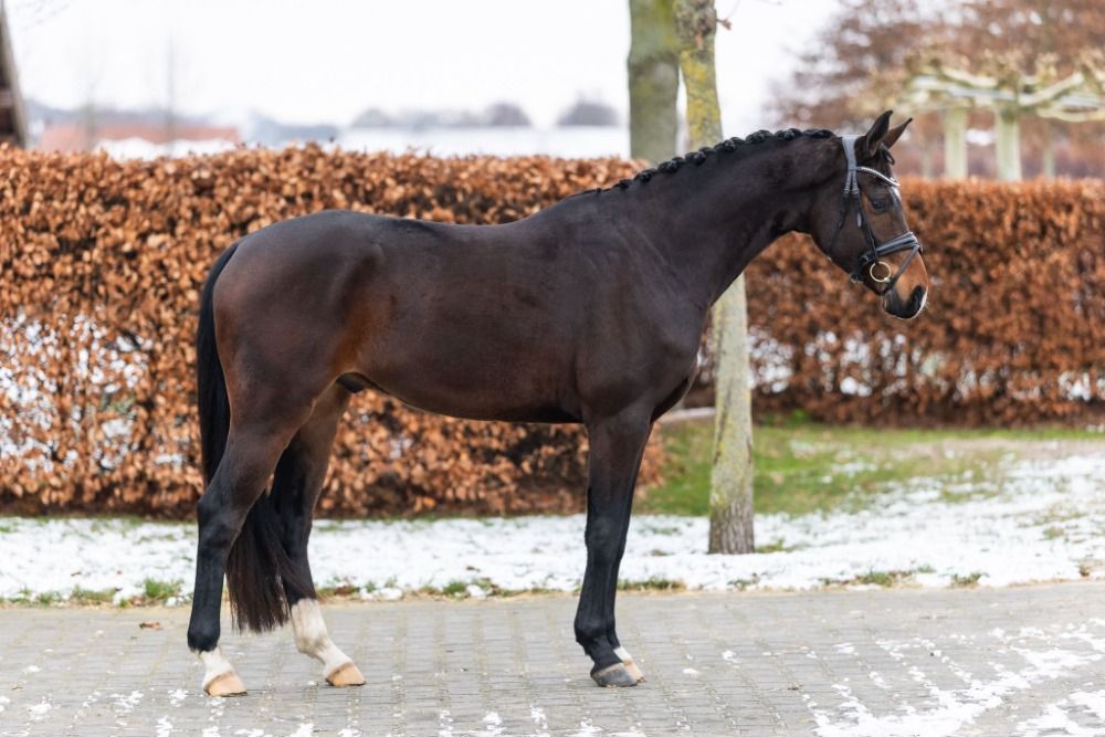 NRPS dressuurpony Ruin 4 years old Donkerbruin for sale - Photo 2