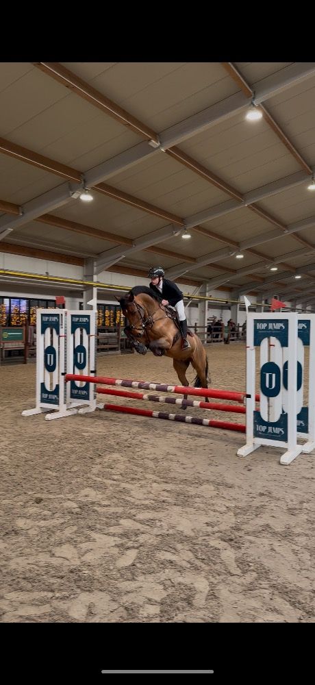 New Forest springpony Ruin 6 años Bruin en venta - Foto 4
