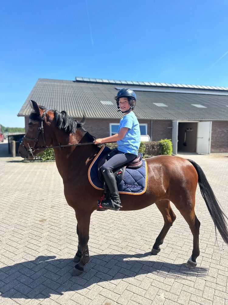 New Forest springpony Ruin 6 años Bruin en venta - Foto 3