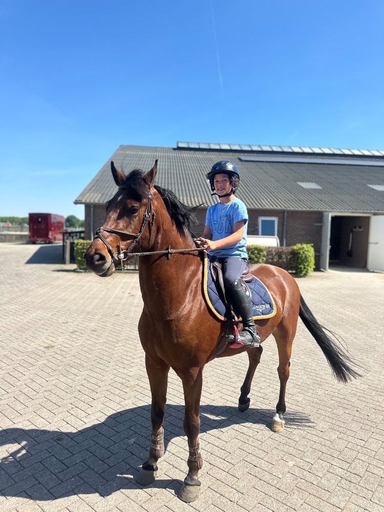 New Forest springpony Ruin 6 años Bruin en venta - Foto 2
