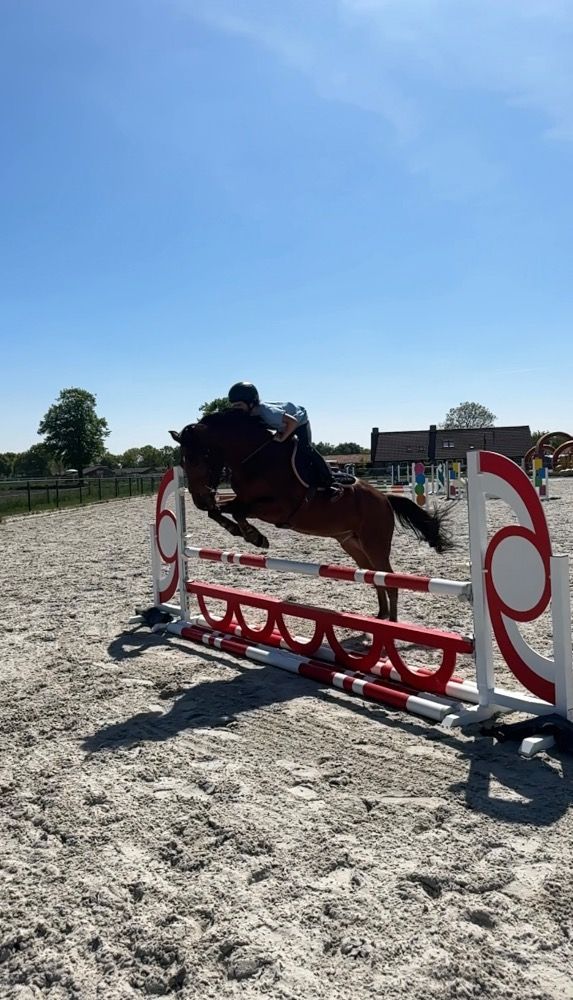 Un buen poni saltador D joven en venta