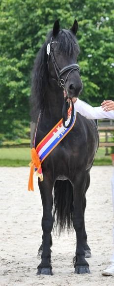 FPS (Nederland) fries Merrie 1 jaar Zwart te koop - Foto 2