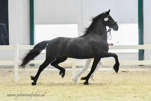 FPS (Nederland) fries Merrie 1 jaar Zwart te koop - Foto 3