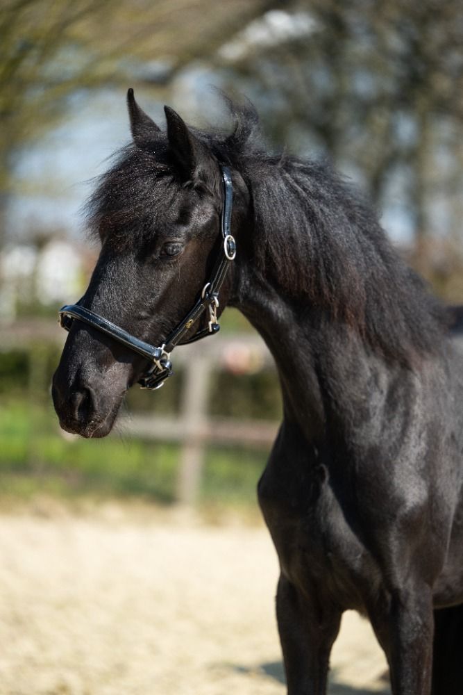 FPS (Nederland) fries Merrie 1 jaar Zwart te koop - Foto 5