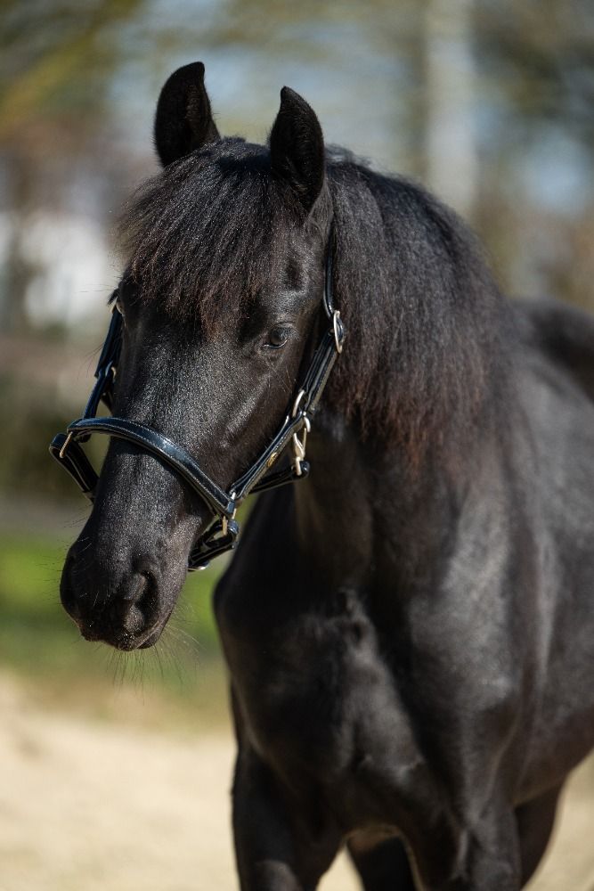 FPS (Nederland) fries Merrie 1 jaar Zwart te koop - Foto 4