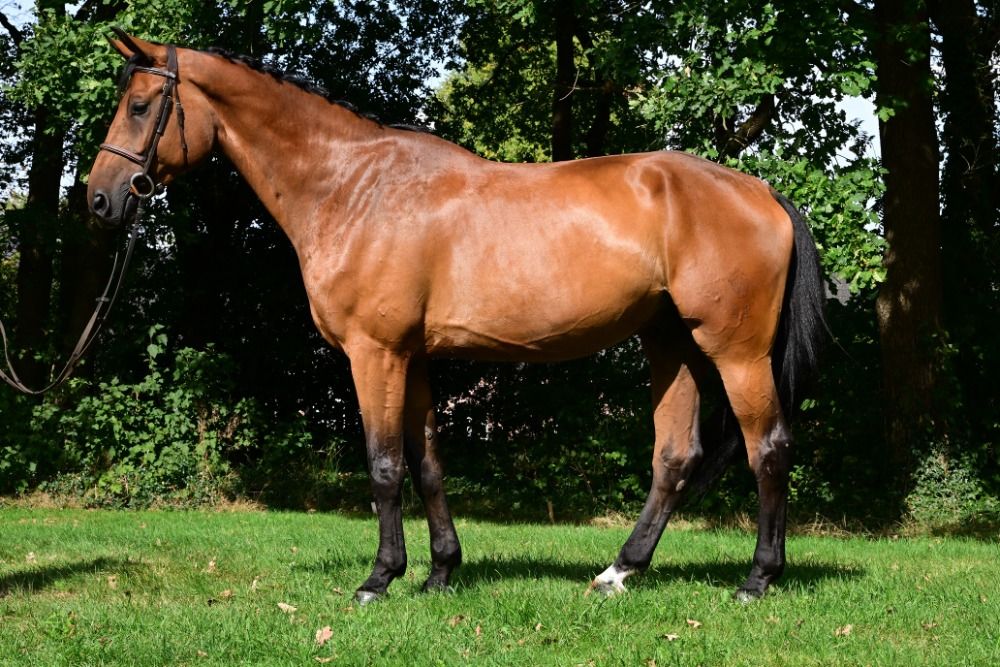 Oldenburg dressuurpaard Ruin 7 jaar Bruin te koop - Foto 5