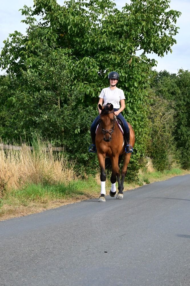 Oldenburg dressuurpaard Ruin 7 jaar Bruin te koop - Foto 2