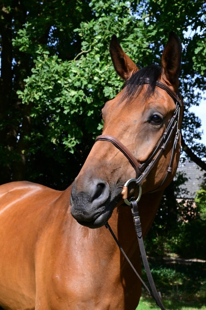 Oldenburg dressuurpaard Ruin 7 jaar Bruin te koop - Foto 4