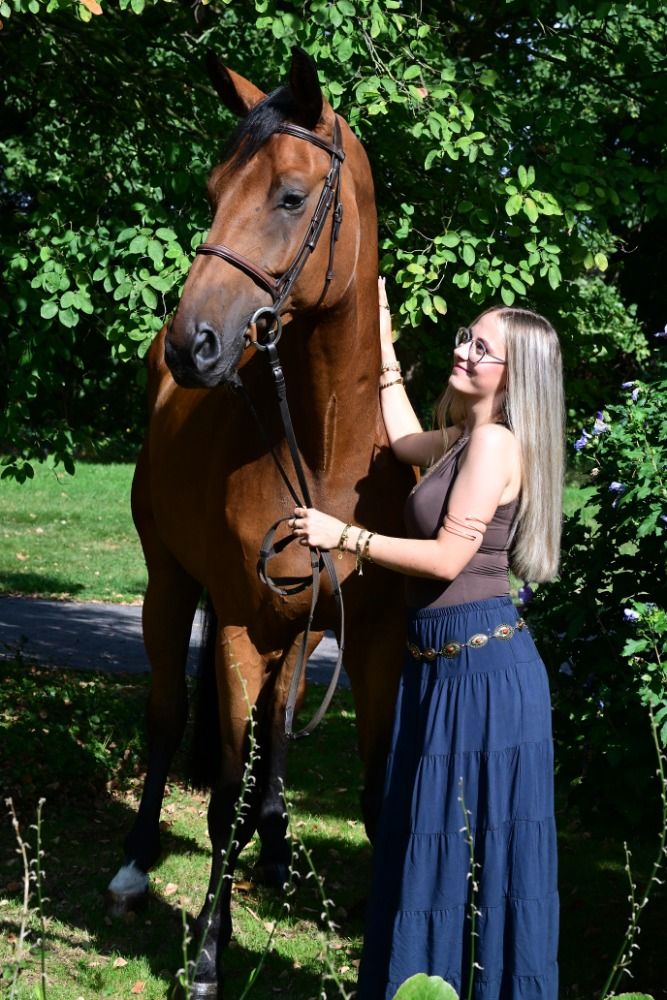 Oldenburg dressuurpaard Ruin 7 jaar Bruin te koop - Foto 3