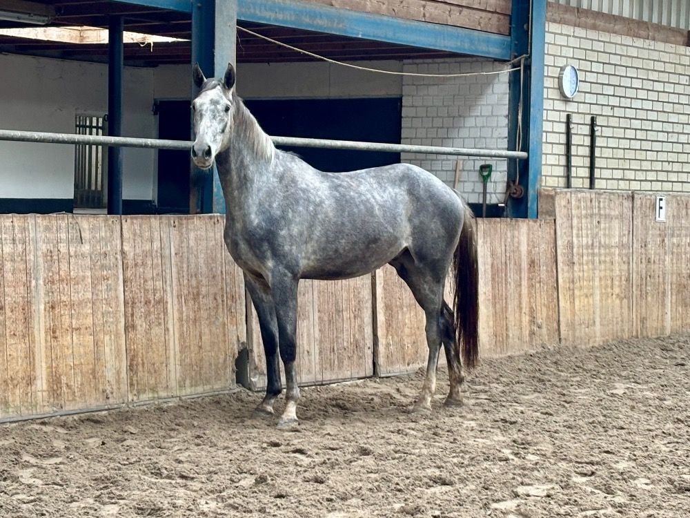 NRPS paard Ruin 4 jaar Schimmel te koop - Foto 2