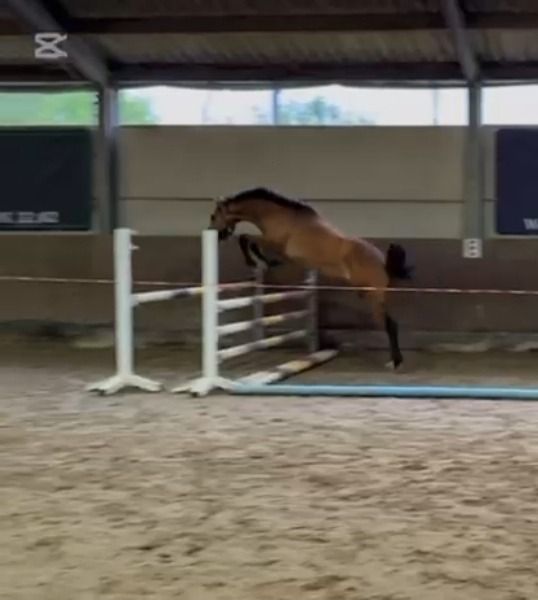 BWP springpaard Hengst 2 jaar Bruin te koop - Foto 2