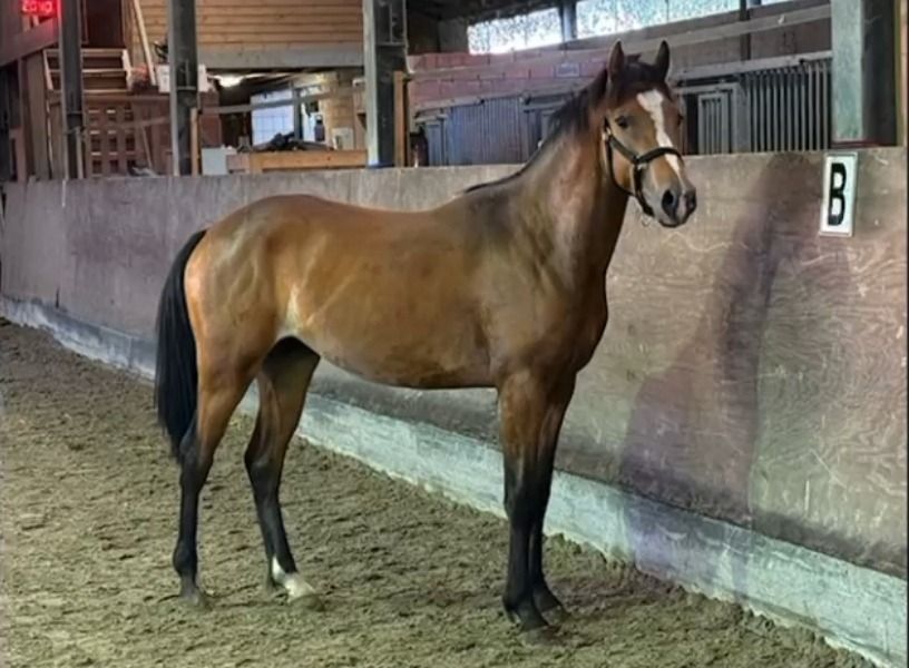 Knappe 2jarige hengst
