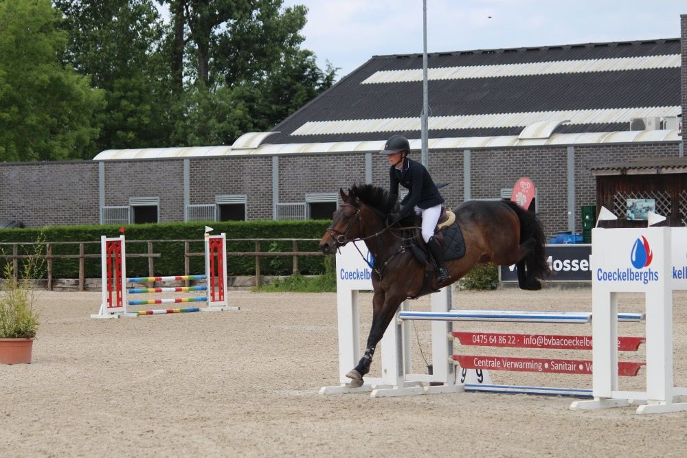 Zangersheide springpaard Ruin 4 jaar Donkerbruin te koop - Foto 6