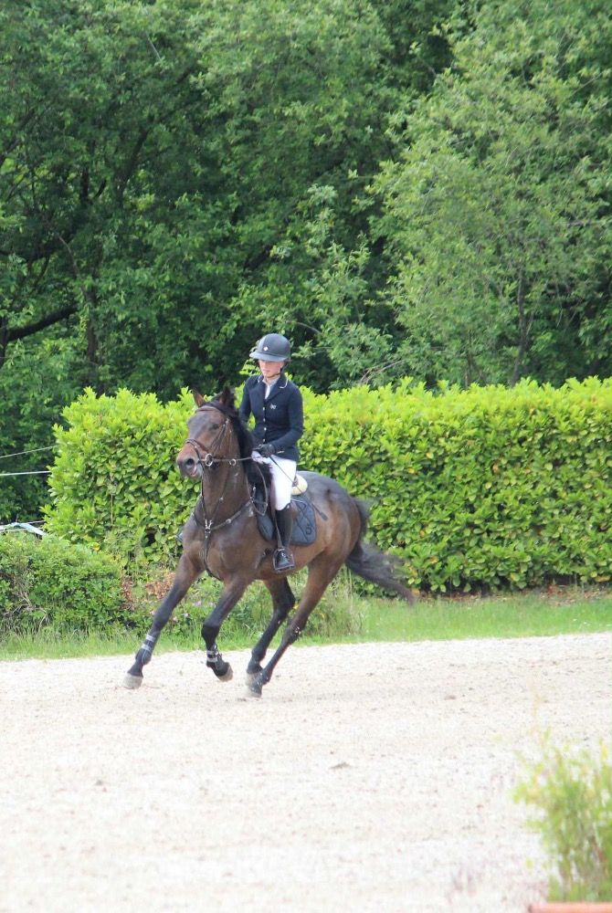 Zangersheide springpaard Ruin 4 jaar Donkerbruin te koop - Foto 2