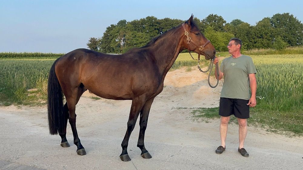 Zangersheide springpaard Ruin 4 jaar Donkerbruin te koop - Foto 3