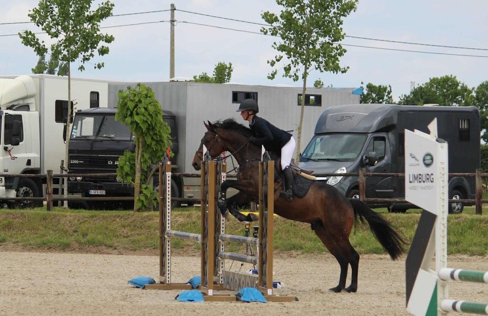 Zangersheide springpaard Ruin 4 jaar Donkerbruin te koop - Foto 4