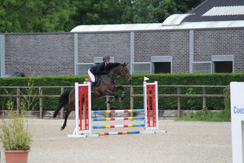 Zangersheide springpaard Ruin 4 jaar Donkerbruin te koop - Hoofdfoto