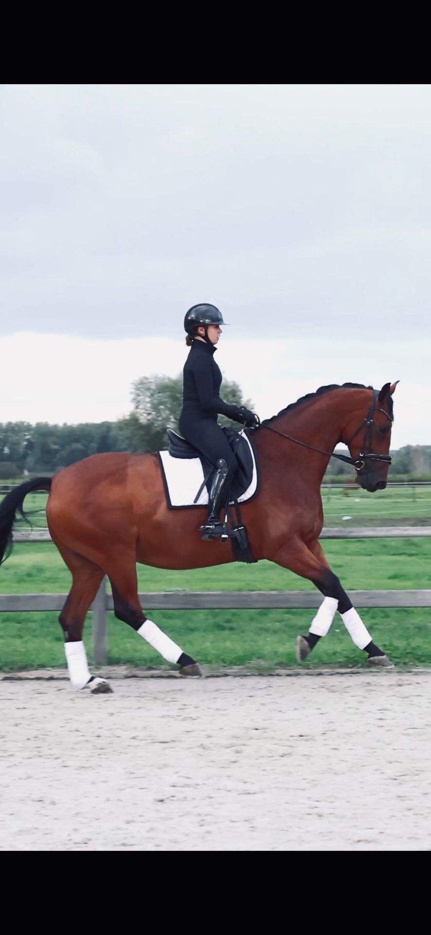 kwpn dressuurpaard ruin 7 år bruin till salu - Foto 2