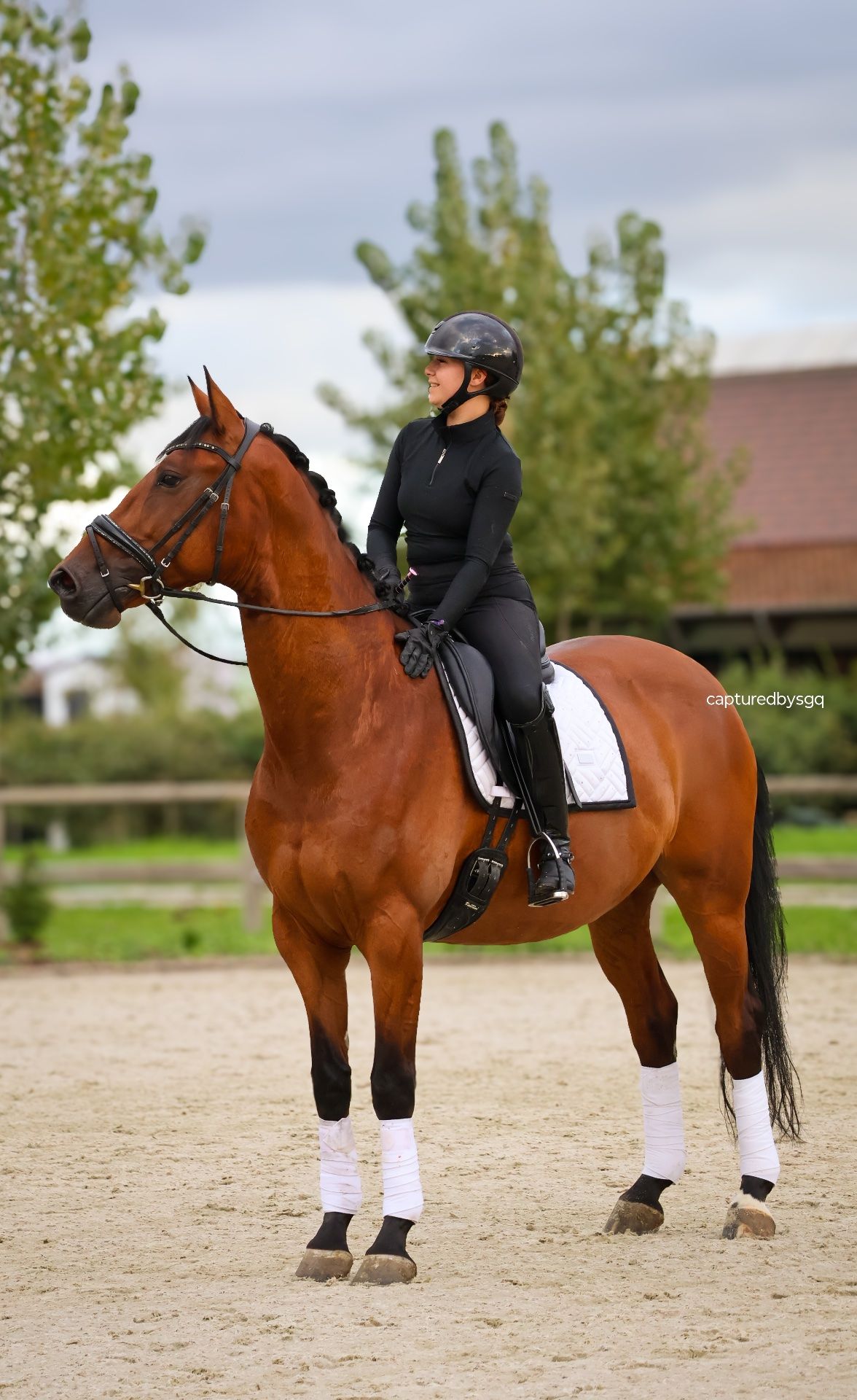 kwpn dressuurpaard ruin 7 år bruin till salu - Foto 5
