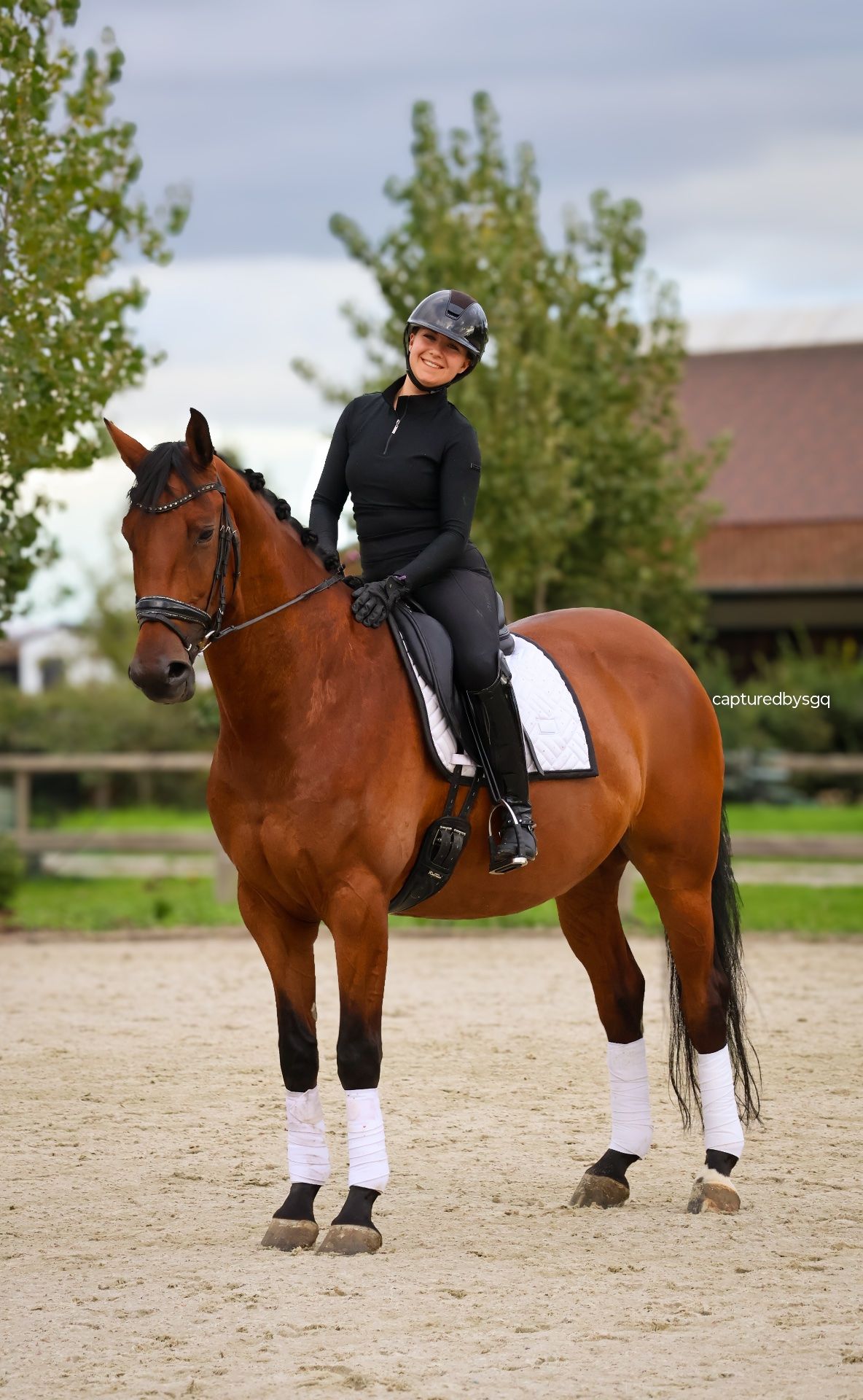 kwpn dressuurpaard ruin 7 år bruin till salu - Foto 4