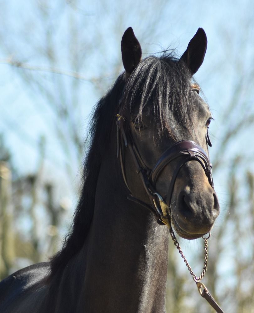 Bloedmooie 3.5 j veelzijdige sportpony