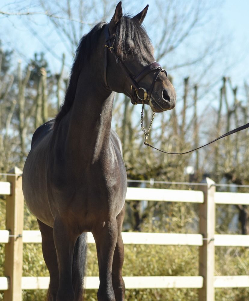 BWP dressuurpony Hengst 3 jaar Donkerbruin te koop - Foto 2