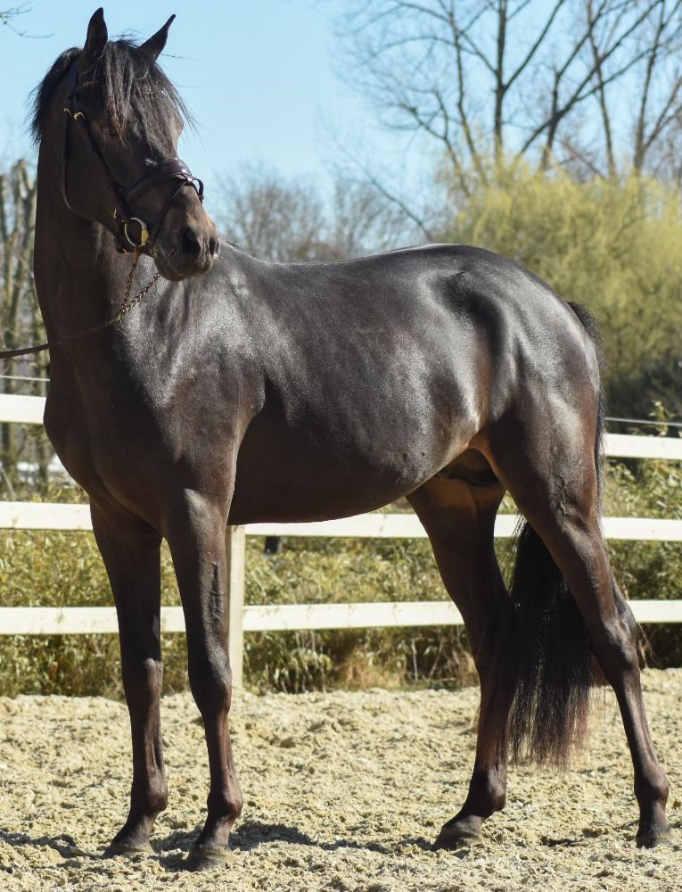 BWP dressuurpony Hengst 3 jaar Donkerbruin te koop - Foto 3
