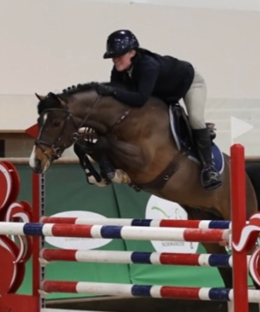 BWP springpony Hengst 2 jaar Bruin te koop - Foto 3