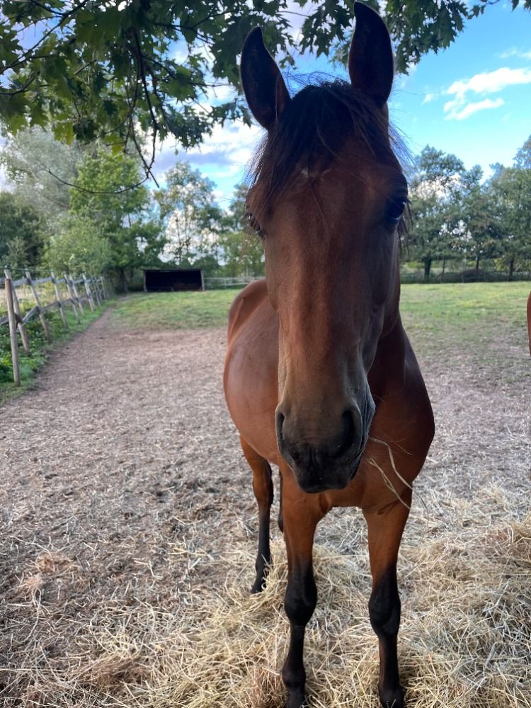 BWP springpony Hengst 2 jaar Bruin te koop - Foto 2