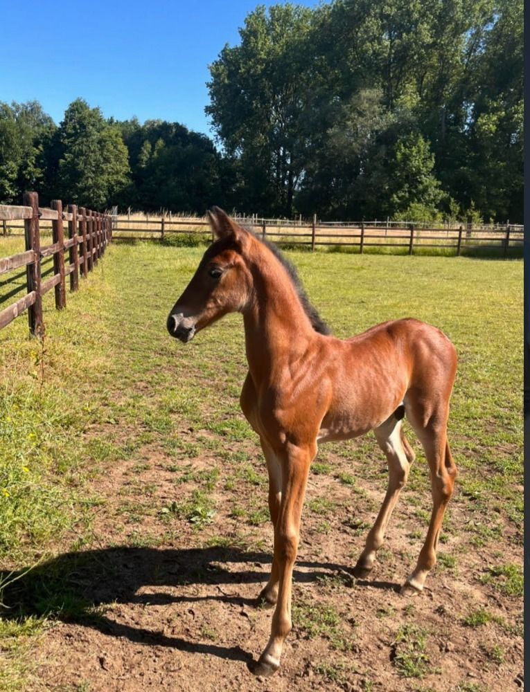 knappe 2-jarige spring pony hengst te koop
