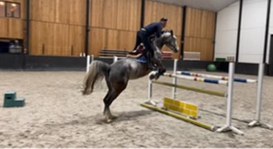 Zangersheide springpaard Merrie 8 jaar Schimmel te koop - Hoofdfoto