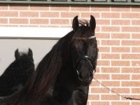 Friesian morfologia, varie mare 12 anni (nata nel 2014) years old for sale - Photo 2
