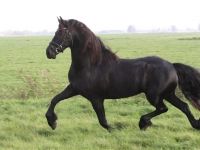 Friesian morfologia, varie mare 12 anni (nata nel 2014) years old for sale - Photo 3