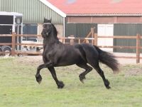 Friesian morfologia, varie mare 12 anni (nata nel 2014) years old for sale - Photo 4