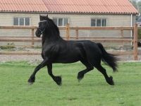 Friesian morfologia, varie mare 12 anni (nata nel 2014) years old for sale - Photo 5