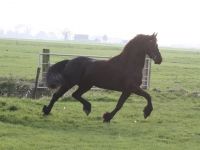 Friesian morfologia, varie mare 12 anni (nata nel 2014) years old for sale - Photo 6